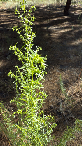 iNaturalist observation photo of Tarragon