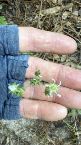 iNaturalist observation photo of Cleveland's horkelia
