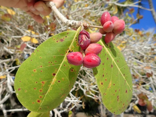 Terminalia litoralis observed 2017-09-24