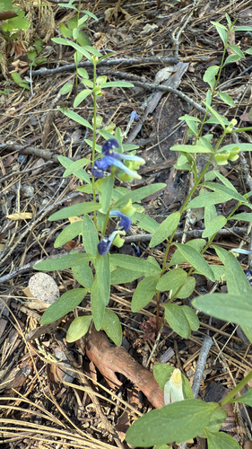 iNaturalist observation photo of Grayleaf Skullcap