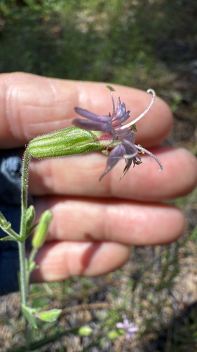 iNaturalist observation photo of San Francisco Campion