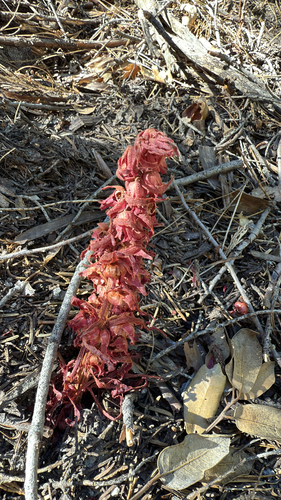 iNaturalist observation photo of Snowplant