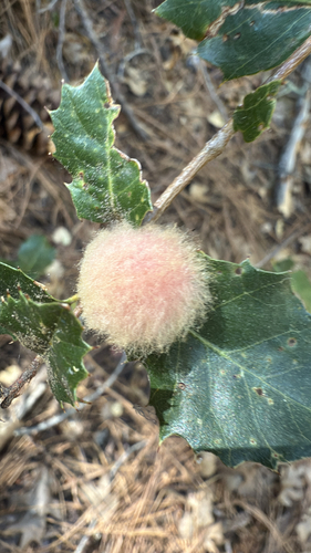 iNaturalist observation photo of Heteroecus dasydactyli