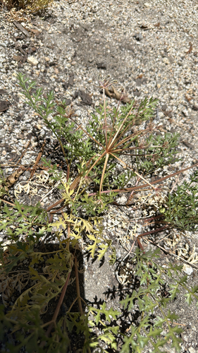 iNaturalist observation photo of Parish's umbrellawort