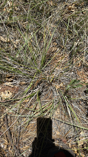iNaturalist observation photo of deergrass