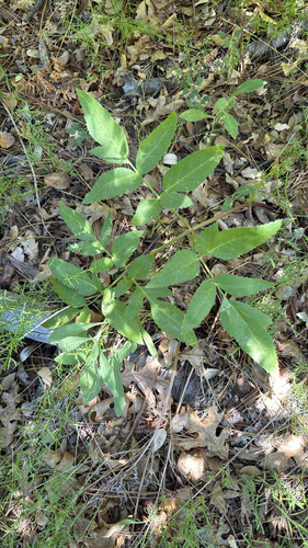 iNaturalist observation photo of woolly angelica
