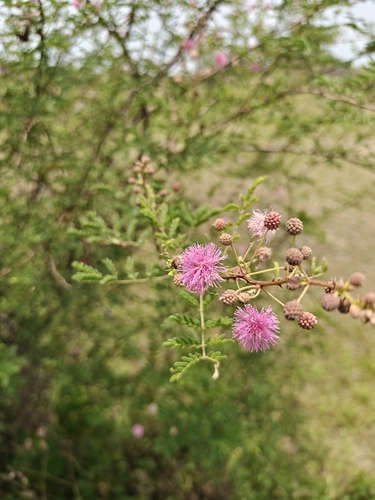 aroma