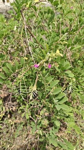 Purple Hoarypea