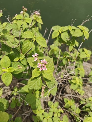 common lantana