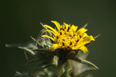 Centromadia parryi australis