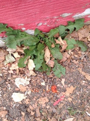 Taraxacum officinale