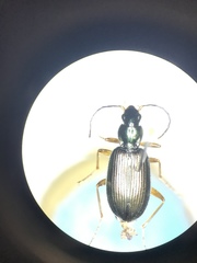 Agonum extensicolle
