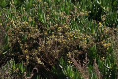 Centromadia parryi australis