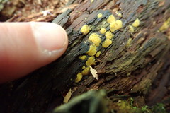 Hypocreaceae