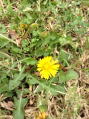 Taraxacum officinale