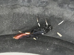 Ichneumon devinctor