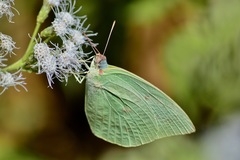 Catopsilia pomona