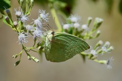 Catopsilia pomona