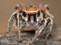 Habronattus formosus