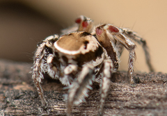 Habronattus formosus