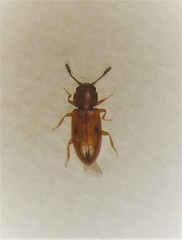 Cathartocryptus maculosus