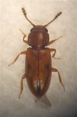 Cathartocryptus maculosus