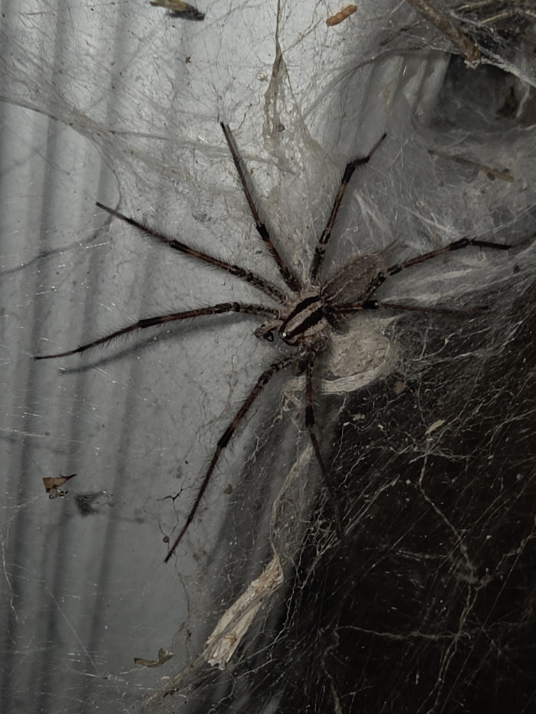 Dark-legged Grass Spider