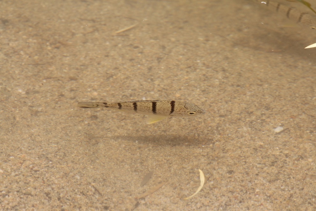 Amniataba