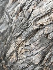 Liometopum occidentale