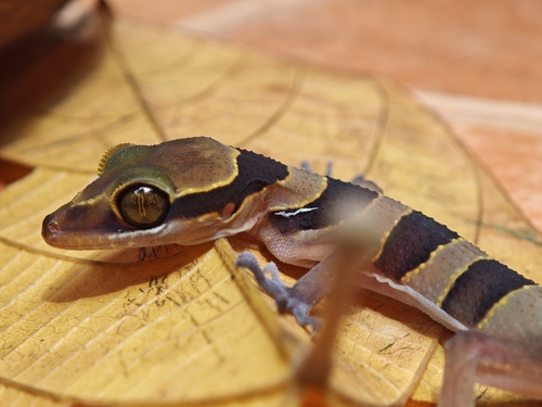 Large Tubercled Bent-toed Gecko, Cyrtodactylus macrotuberculatus