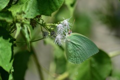 Catopsilia pomona