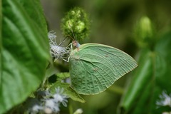 Catopsilia pomona