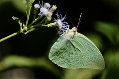 Catopsilia pomona