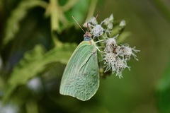 Catopsilia pomona