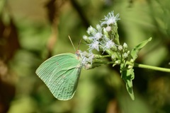 Catopsilia pomona