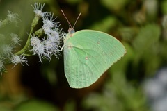 Catopsilia pomona