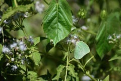 Catopsilia pomona
