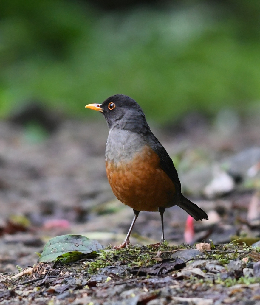 Chestnut-bellied Thrush