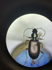 Agonum extensicolle