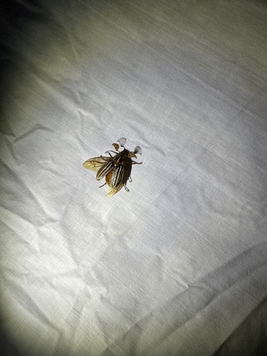 iNaturalist observation photo of Ten-lined June Beetle