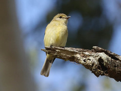 Microeca flavigaster