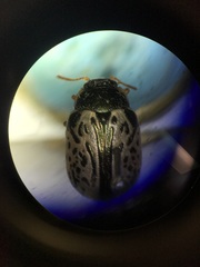 Calligrapha suturella