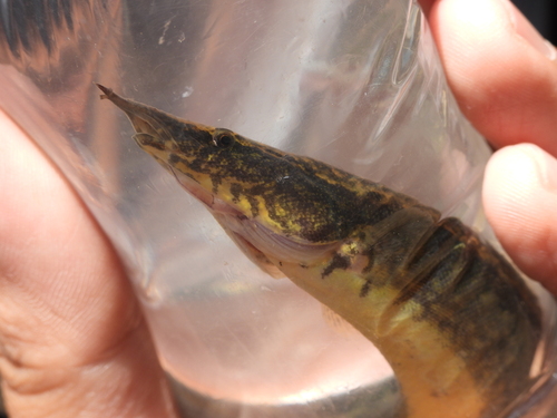 Buff-backed spiny eel (Macrognathus maculatus) — Mastacembelidae — 3