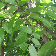 Xylocarpus moluccensis