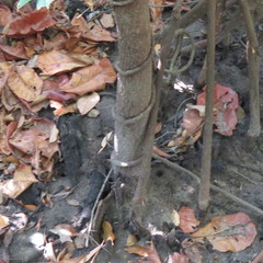 Xylocarpus moluccensis