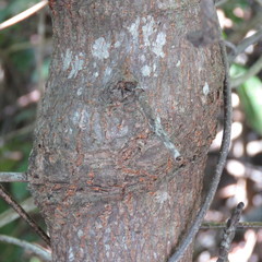 Xylocarpus moluccensis