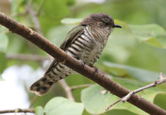 Chrysococcyx minutillus