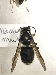 Dolichovespula maculata