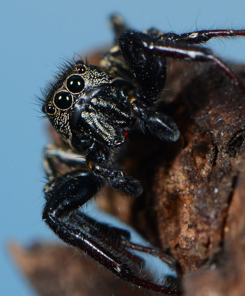 Trapezocephalus deamatus