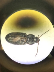 Pterostichus patruelis